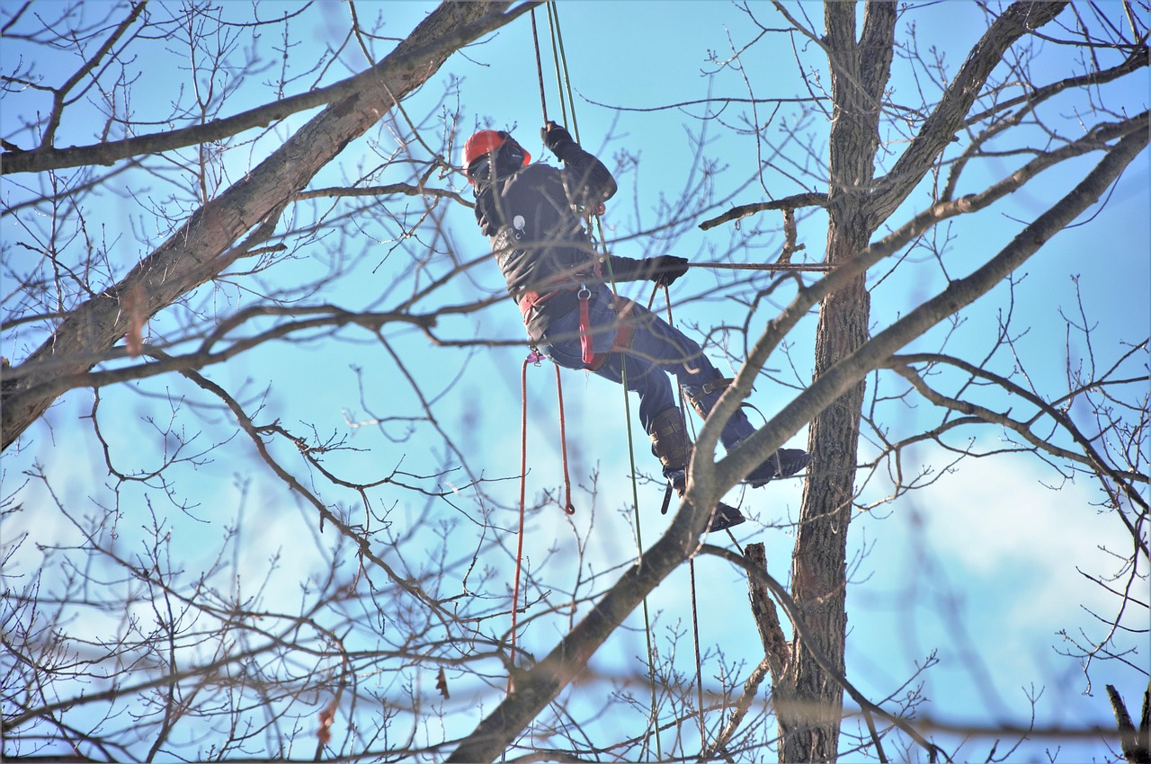 tree, cutter, suspended, high up, tall tree, climbing spikes, boots, equipment, climbing ropes, nature, timber, lumber, lumberjack, logging, tree cutting, dead tree, worker, hard hat, safety, forestry